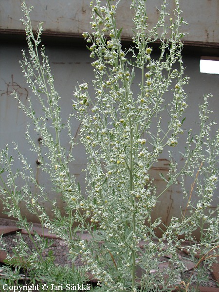 Artemisia absinthium, koiruoho eli mali
